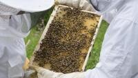 včelař beekeeper-2650664 960 720